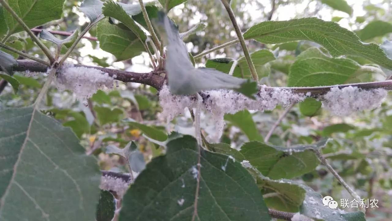 绵蚜科学防范