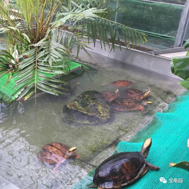 室外乌龟池设计图图片