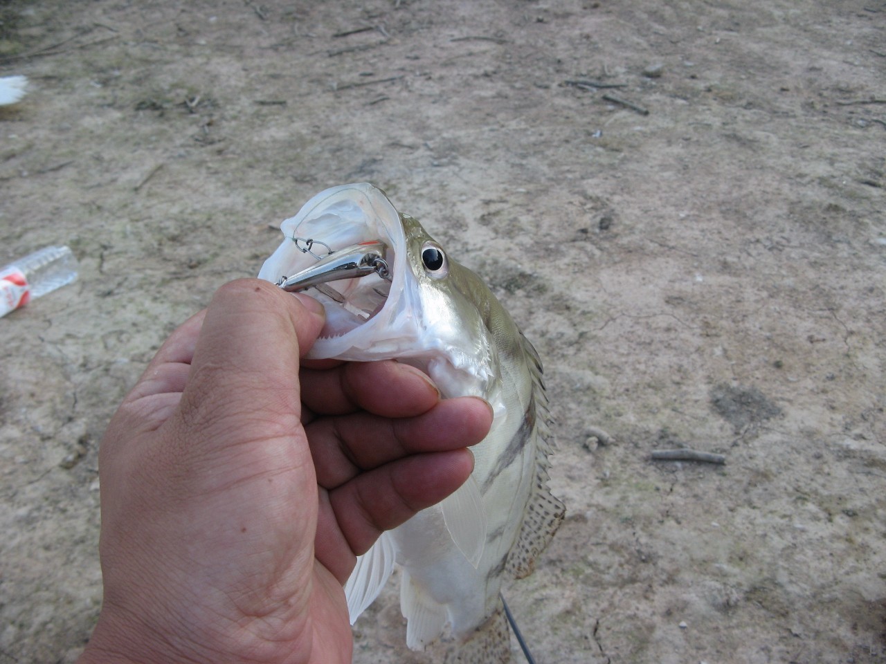 想要釣鱖魚還真就的起早