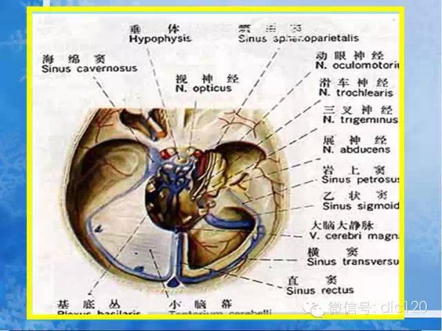 头颅静脉及静脉窦解剖图片