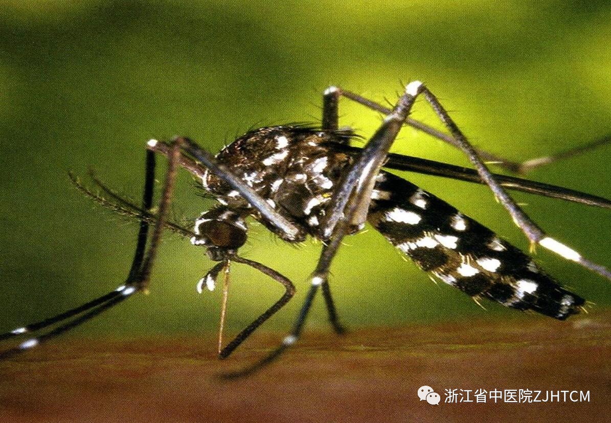 疾病这种急性传染病却以蚊子叮咬为媒介来传播登革热被虐也就算了