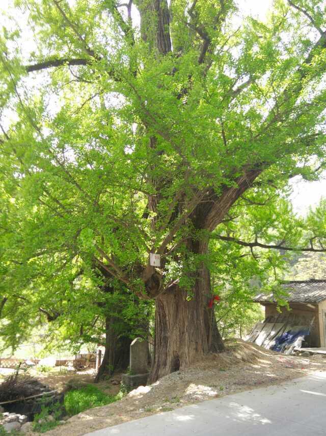 一对树龄高达500年白果树,就藏在汉中这个地方!