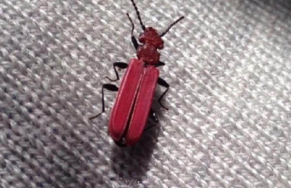 红色虫子像蚂蚁图片