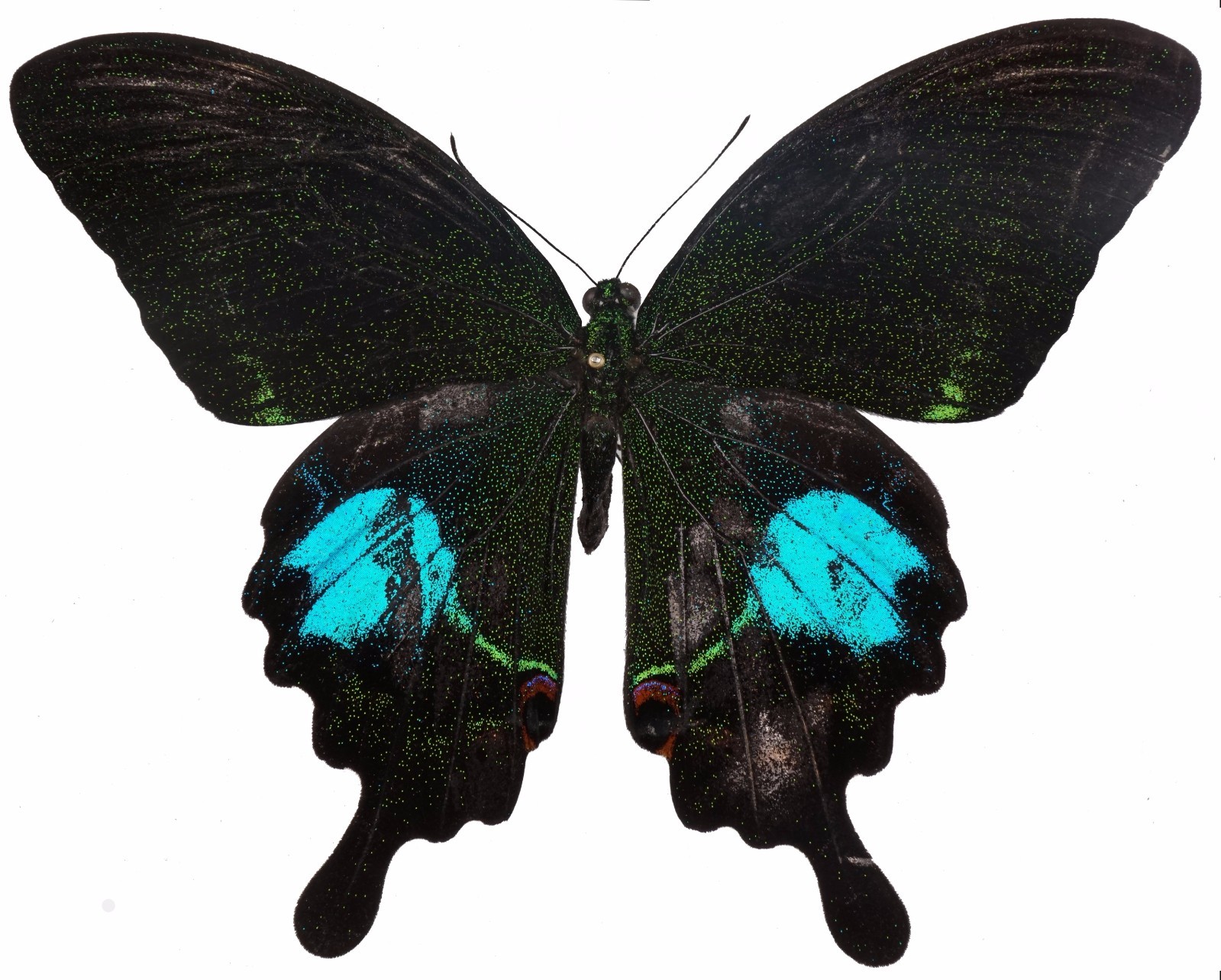 巴黎翠凤蝶/反翅黑褐色,散生金绿色鳞片,后翅有一大块金蓝色斑