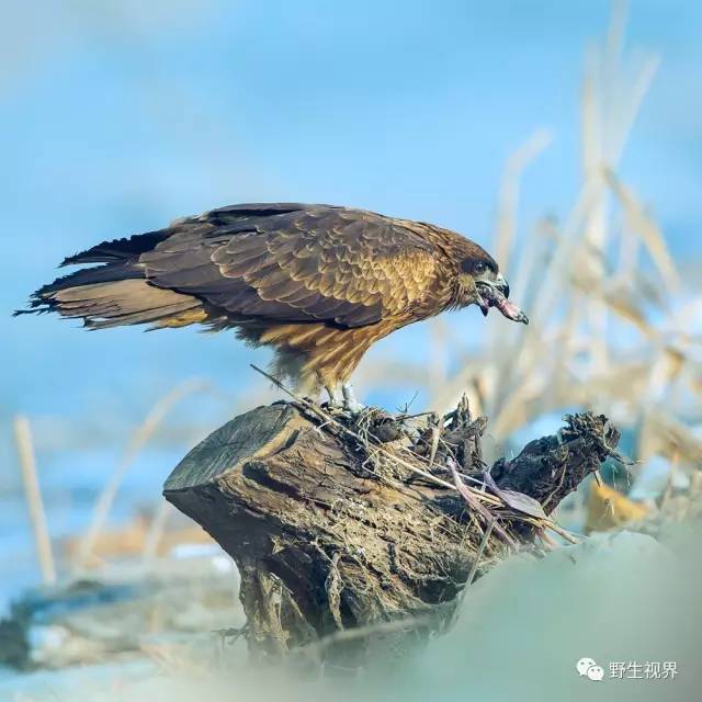 野生世界黑耳鳶喜食腐的鷹