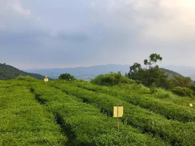 玉湖好去处玉湖山生态茶园旅游区