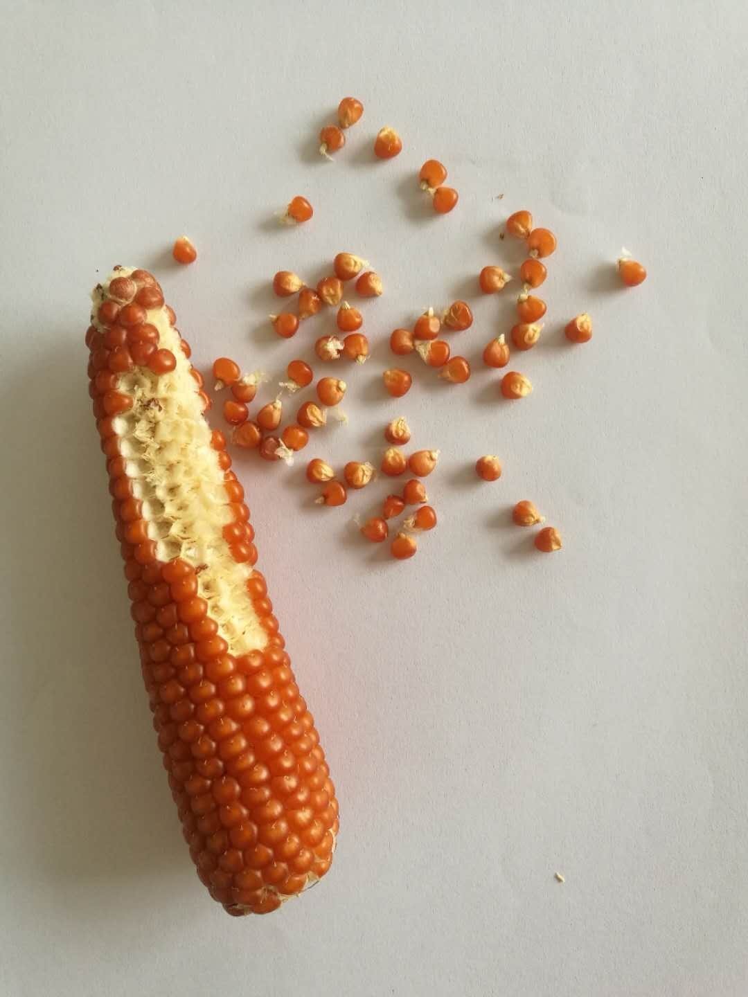 职人故事一切都要从一粒小的玉米种子说起