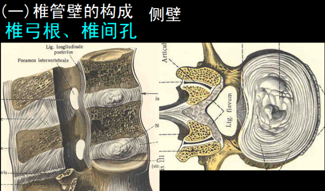 椎管的解剖及其影像学你看懂了吗