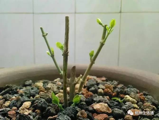 盆栽茉莉生长三,五年后,主枝会老化,上部枝条细弱,花朵偏小