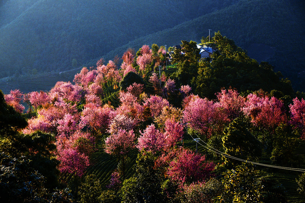 雙廊洱海,騰衝銀杏村,和順古鎮,雲龍縣太極圖,巍山古鎮,無量山櫻花谷