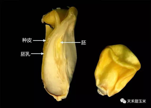 玉米的种子由种皮,胚乳和胚三部分组成:2甜玉米与普通玉米的不同点是