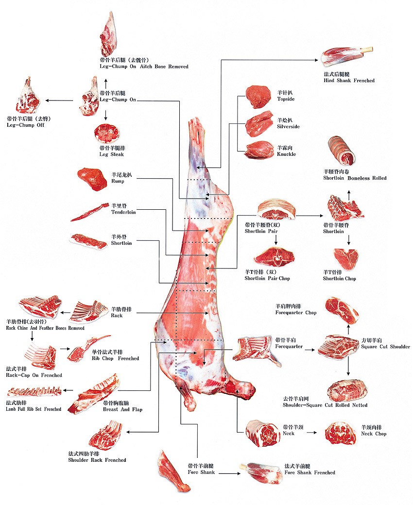 羊腿解剖图图片