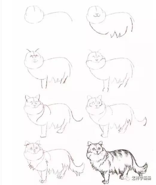 教你画20种猫的素描结构步骤图