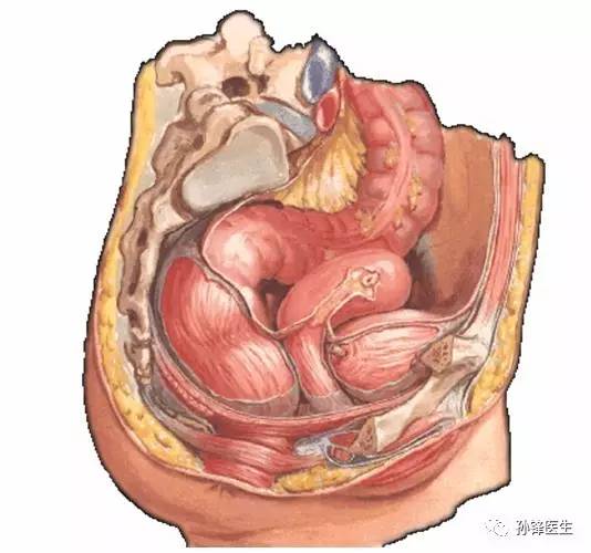 醫學乾貨|25張精美的解剖圖譜:結直腸肛門外科醫生的福利來了!