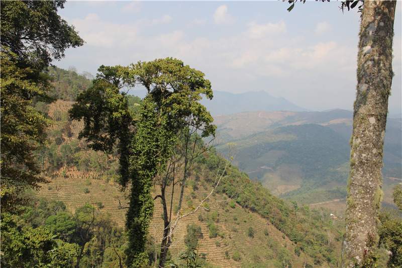 3,革登古茶山