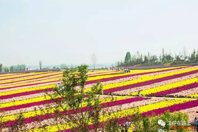 汉中城固董家营丝路花海3000亩生态旅游景区将于10月1日开园让我们在