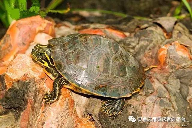 甜甜圈龜飼養指南偽龜屬品種大盤點