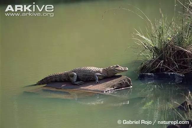 【附录一·南美宽吻鼍】吃素的鳄鱼你见过么?