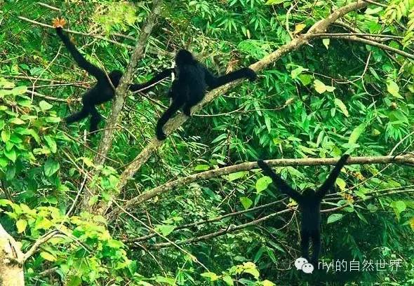 black-crested gibbon图片