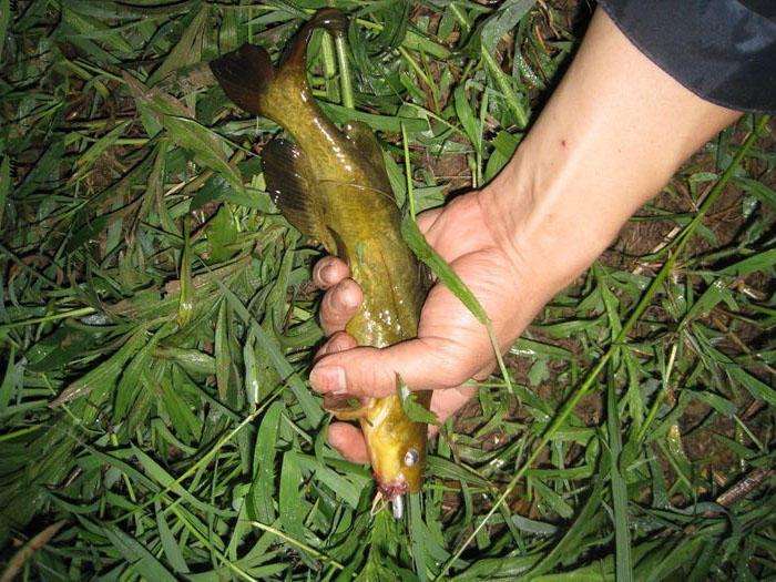 暴雨過後, 去鄉下夜釣, 黃燦燦的漁獲看著嘴饞