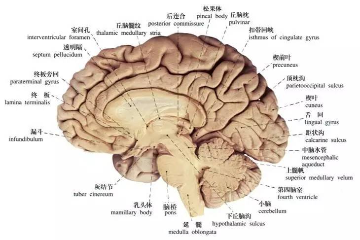 大腦屬於神經系統裡的最高級別,可以分為三部分:腦核,邊緣系統以及