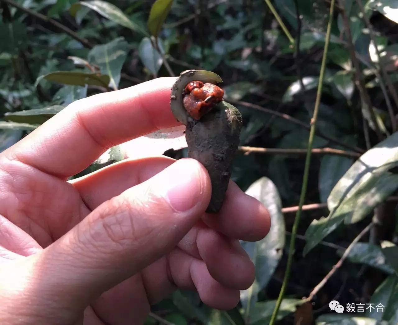 贝季一种餐桌上的境外红树林贝类