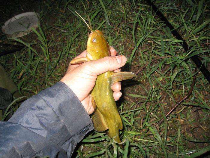 暴雨過後, 去鄉下夜釣, 黃燦燦的漁獲看著嘴饞