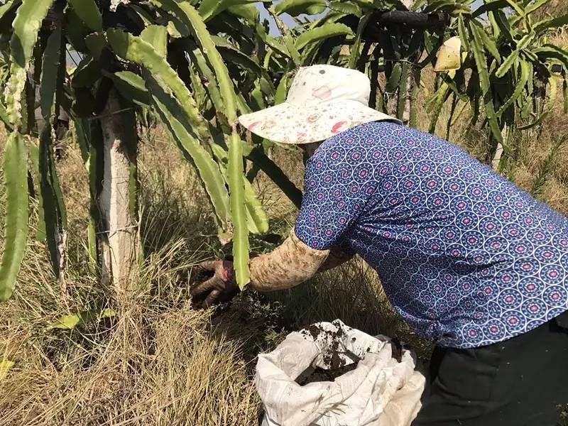 為種植可持續的生態火龍果我們把自己從佃農幹成了長工