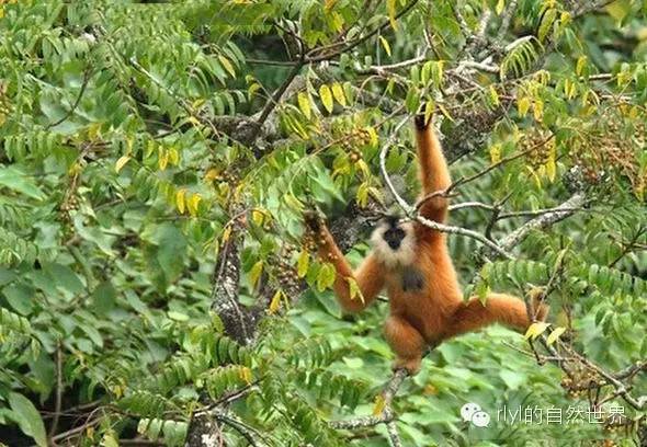 black-crested gibbon图片