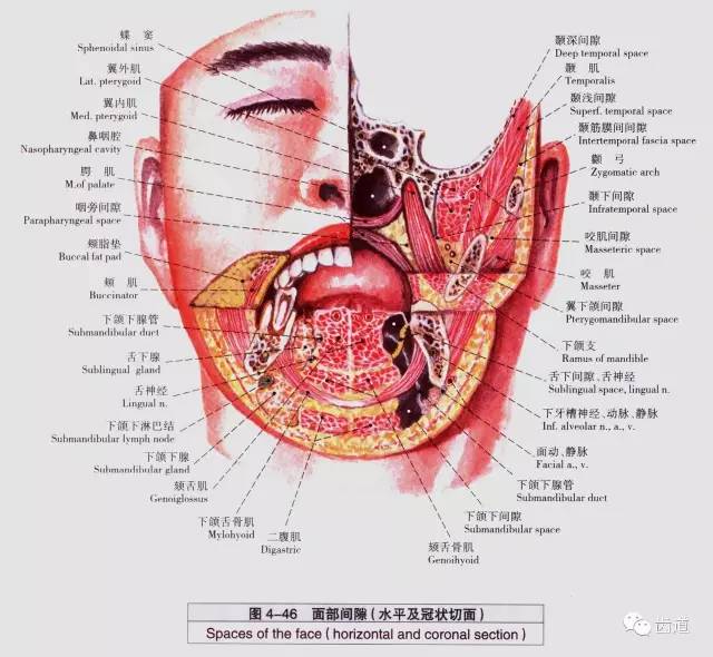 牙医必备口腔解剖精美图片