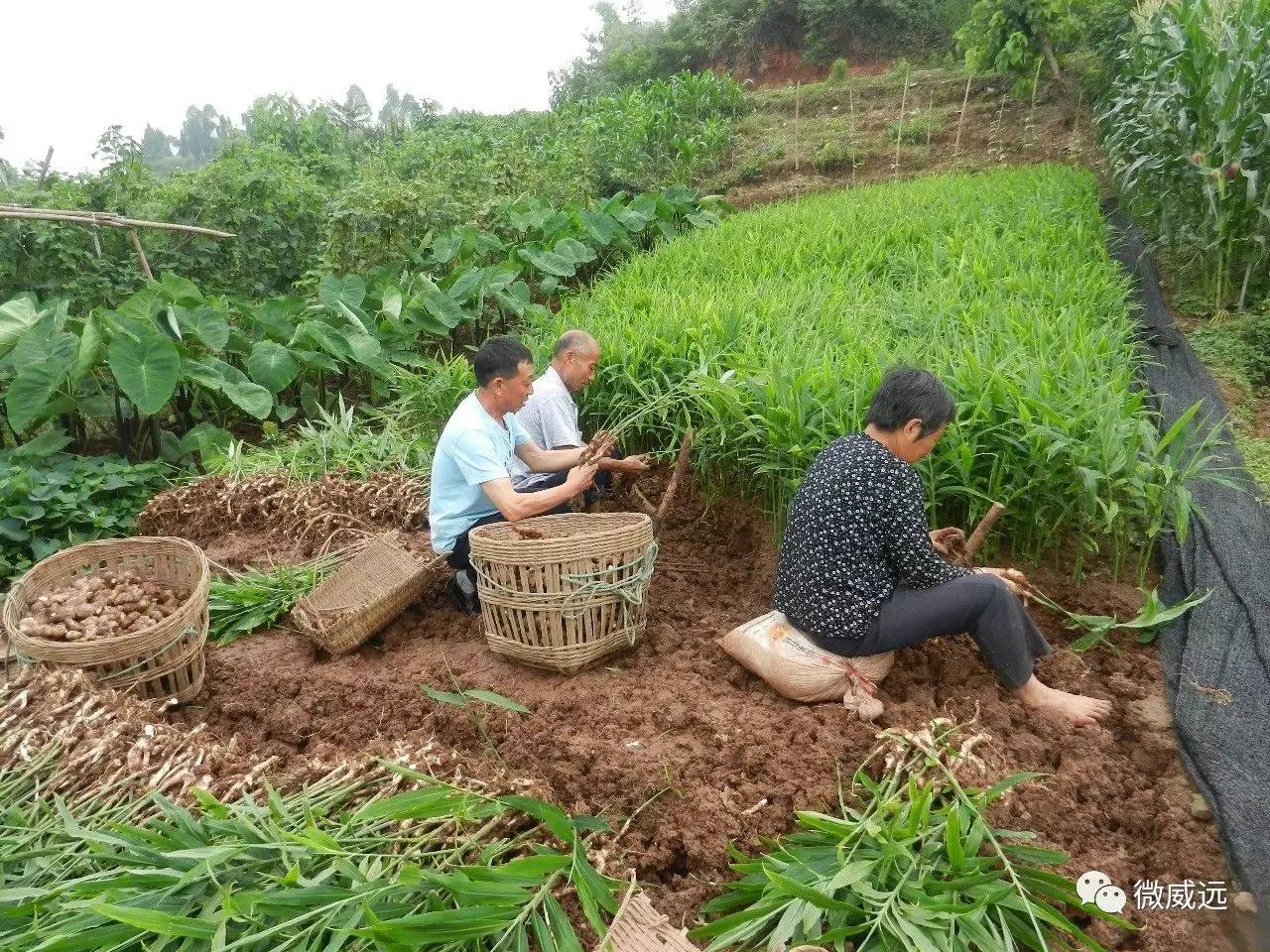 民富村又名生姜村,反季节锅炉姜种植技术全国独创,中央电视台《致富经