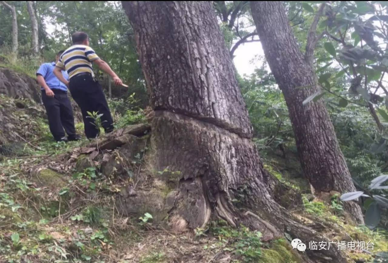 用斧頭剝樹皮的方式,陸續毀壞了新二村6棵麻櫟樹,另據村原任和現任村