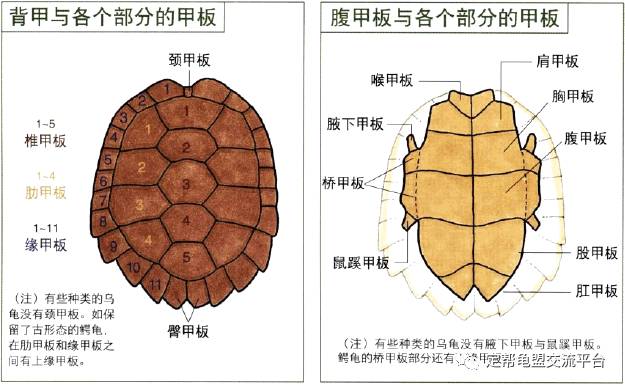 乌龟的身体结构示意图图片