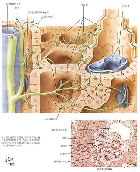 内胆小管