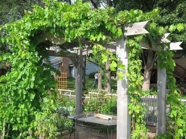 农家小院葡萄架的搭法图片