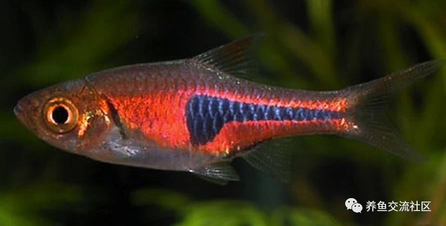 銀麟燈學名:rasbora argyrotaenia鑽石紅蓮燈學名:rasbora axelrodi金