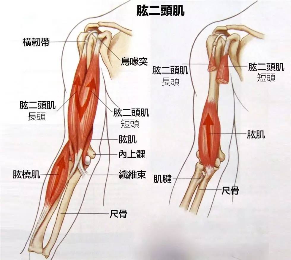 二头肌是哪个位置图片