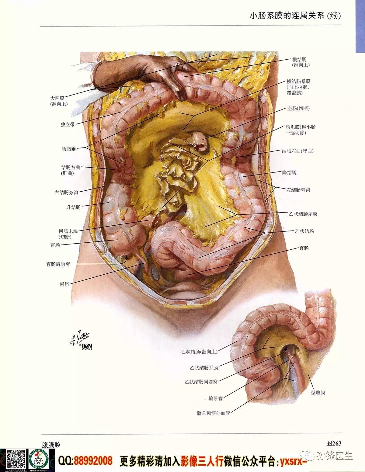 肚子结构图解图片