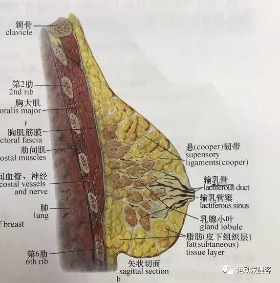 胸壁内面图片