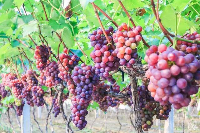 偃师缑氏葡萄远近闻名,全镇种植葡萄2万亩,是中原地区较大的鲜食葡萄