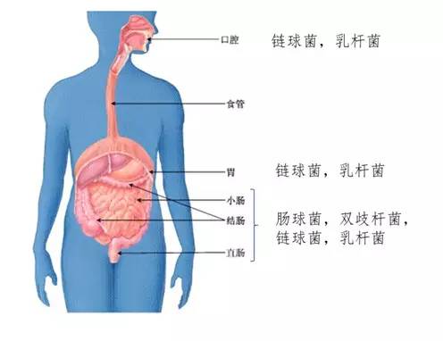 细菌在人体的分布图片