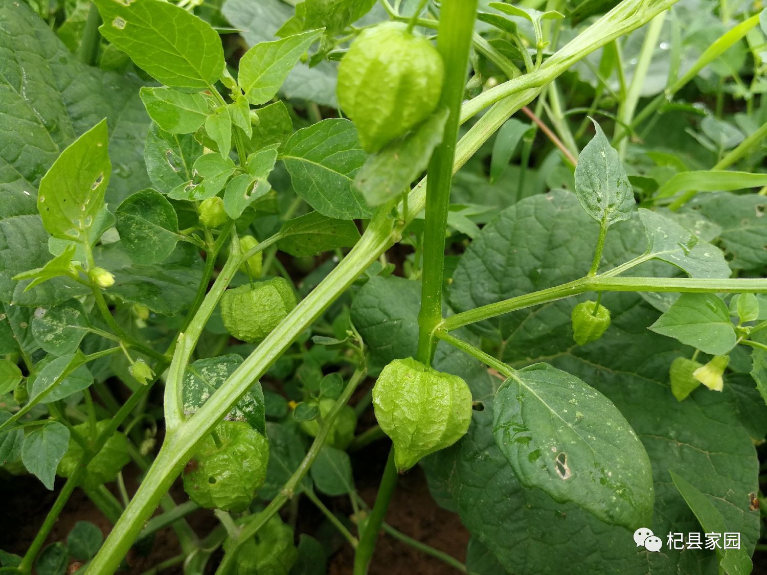 灯笼棵的药效图片