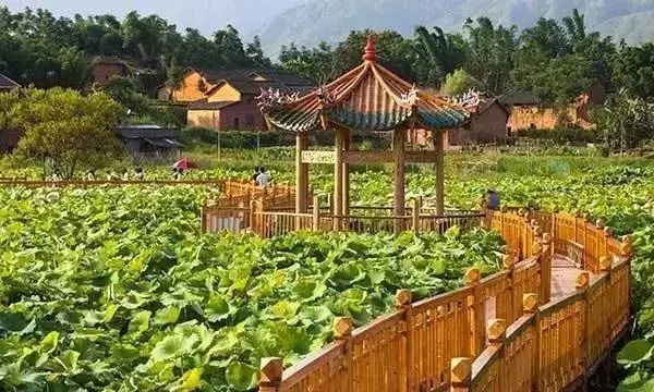 桃花金涵鄉上金貝最佳景色:紫雲英花赤溪鎮最佳景色