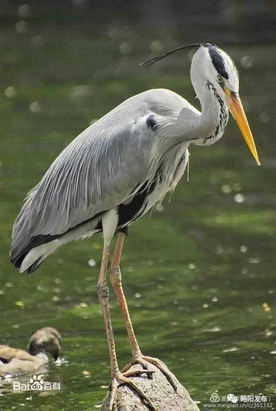 略阳观音寺首次发现国家保护动物——灰鹳