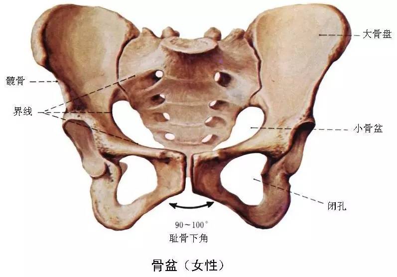 女人尾骨图片