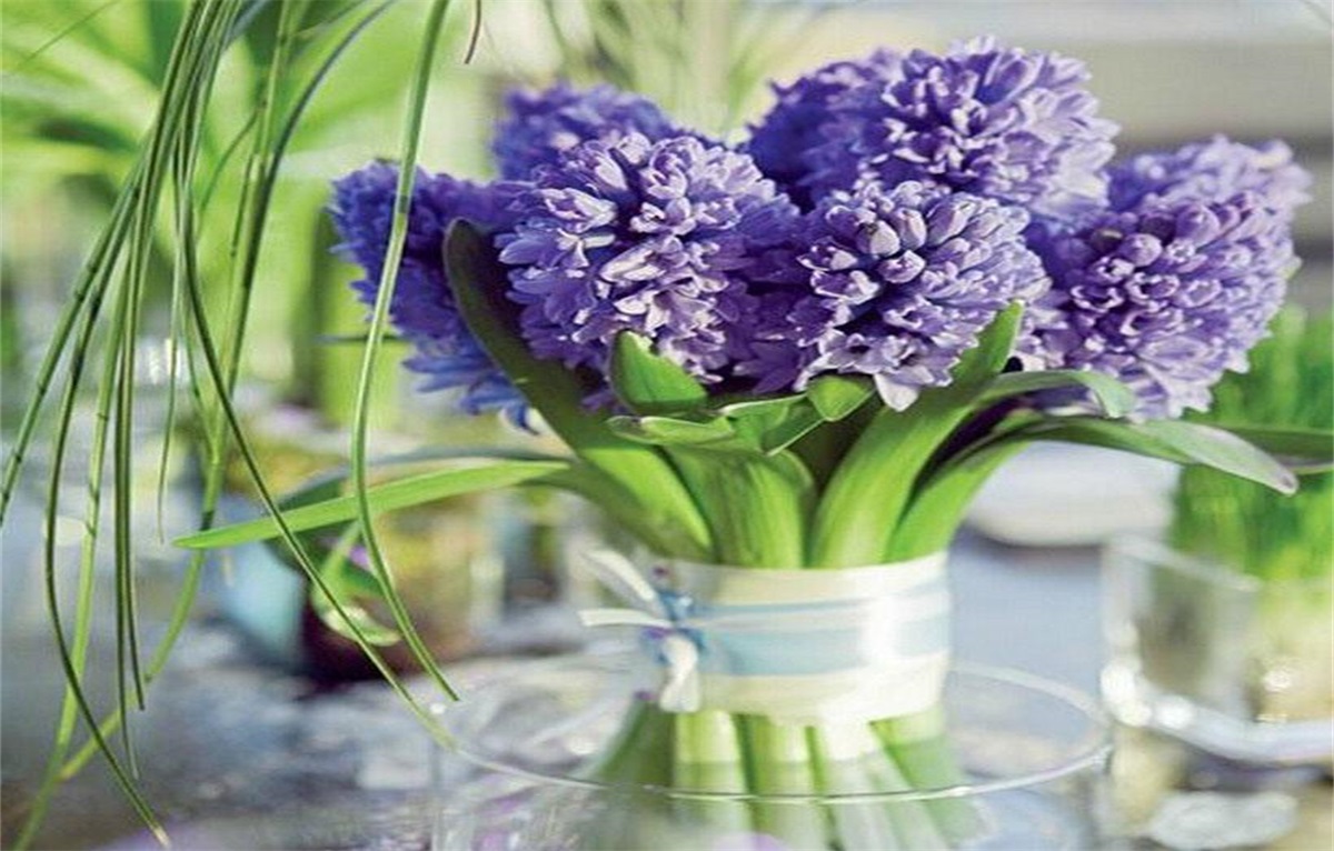 风信子(学名:hyacinthus orientalis 阿波罗风信子 实验室设备网