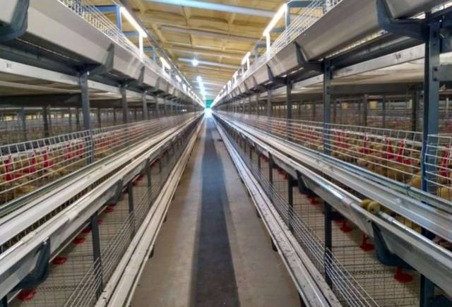 可安置新泰市200个养殖户,实现肉鸭养殖全新转型升级