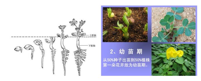 花生种子萌发过程图片