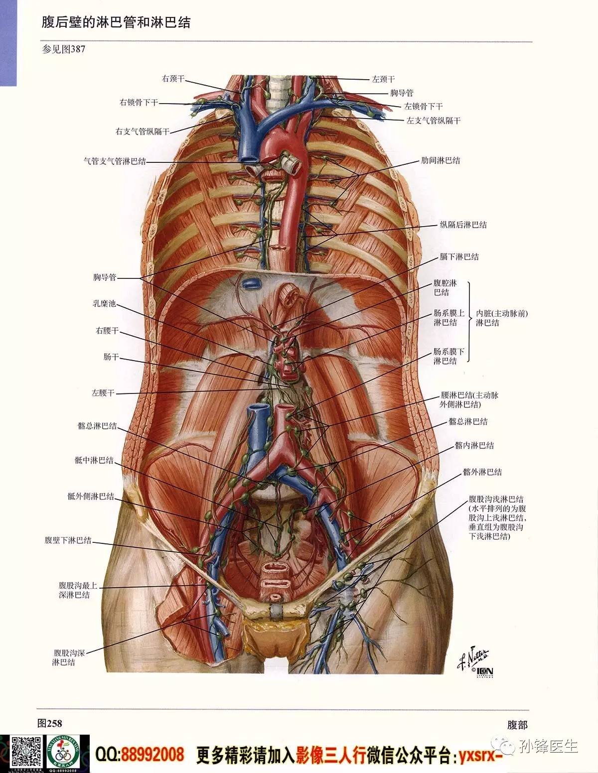 腹部解剖图详细图高清图片