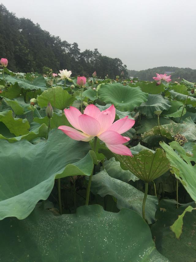 长沙周边秋日好玩好吃，这里很nice